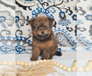 Medium Pomeranian-Poodle (Toy) Mix