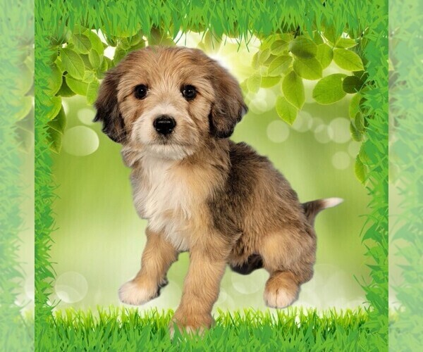 Medium Photo #1 Bernedoodle (Miniature) Puppy For Sale in BLACK FOREST, CO, USA