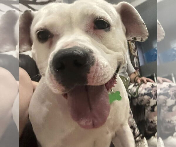 Medium Photo #10 Mutt Puppy For Sale in Pompano Beach , FL, USA