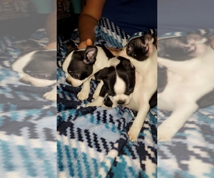 Boston Terrier Puppy for sale in BLYTHEWOOD, SC, USA