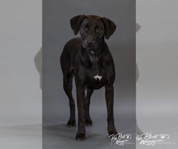 Medium Photo #4 Labrador Retriever-Unknown Mix Puppy For Sale in Claremore, OK, USA