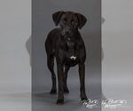 Small #3 Labrador Retriever Mix