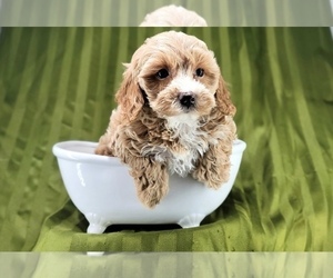 Cavapoo Puppy for sale in NAPLES, FL, USA