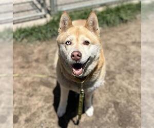 Alaskan Malamute Dogs for adoption in Modesto, CA, USA