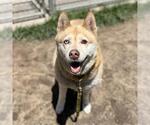 Small Alaskan Malamute