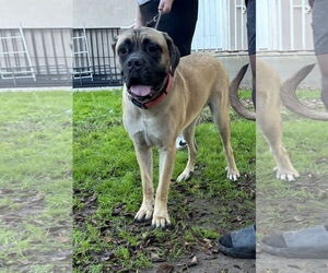 Mutt Dogs for adoption in Goodyear, AZ, USA