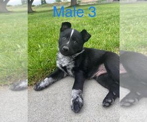 Border Collie-German Shepherd Dog Mix Puppy for sale in BASIN CITY, WA, USA