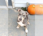 Small Photo #22 American Bully Puppy For Sale in EDON, OH, USA