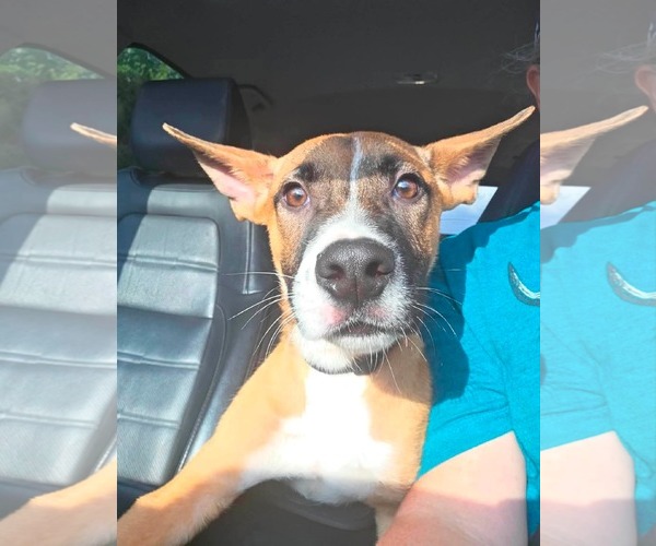 Medium Photo #3 Boxer-Unknown Mix Puppy For Sale in Germantown, OH, USA