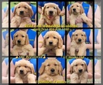 Image preview for Ad Listing. Nickname: Litter of 9