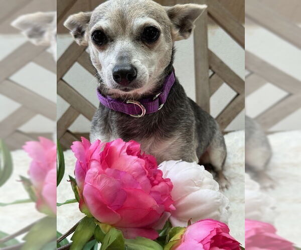 Medium Photo #1 Chihuahua-Unknown Mix Puppy For Sale in Oak Bluffs, MA, USA