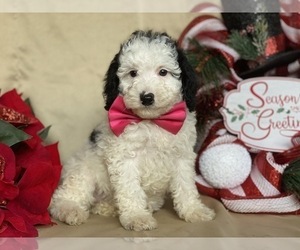 Poodle (Miniature) Puppy for sale in LANCASTER, PA, USA