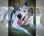 Small #8 Great Dane