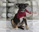 Small Photo #4 Australian Shepherd-Unknown Mix Puppy For Sale in Dana Point, CA, USA