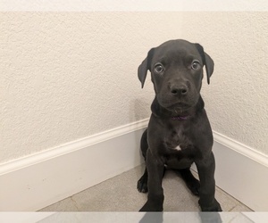 Great Dane Puppy for sale in COMMERCE CITY, CO, USA