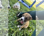 Small #2 Boxer Mix