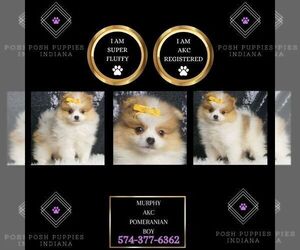 Pomeranian Puppy for sale in WARSAW, IN, USA
