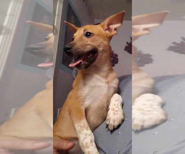 Medium Photo #1 Mutt Puppy For Sale in AVENAL, CA, USA