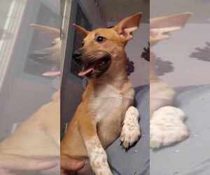 Mutt Dog for Adoption in AVENAL, California USA