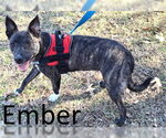 Ember - Female Mutt Dog for Adoption - Small photo