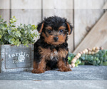 Small Photo #6 Yorkshire Terrier Puppy For Sale in GREENWICH, OH, USA