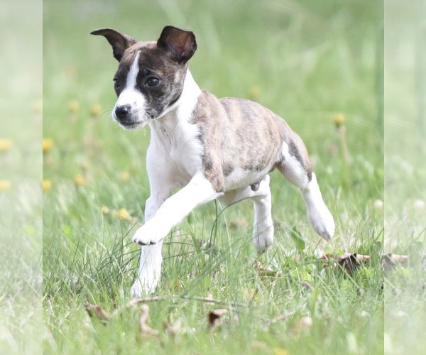 Medium Photo #2 Australian Shepherd-Chihuahua Mix Puppy For Sale in Mechanicsburg, PA, USA