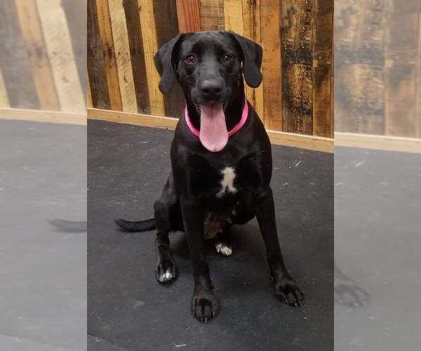 Medium Photo #3 Labrador Retriever Puppy For Sale in Thomasville, NC, USA