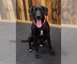 Peppa - Female Labrador Retriever Dog for Adoption - Photo #3