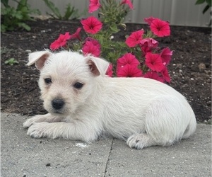 West Highland White Terrier Puppy for sale in CANOGA, NY, USA