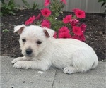 Small West Highland White Terrier