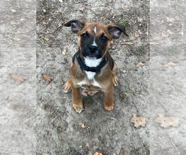 Medium Photo #3 Chihuahua-Unknown Mix Puppy For Sale in St. Louis Park, MN, USA