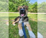 Small #1 German Shepherd Dog-Great Pyrenees Mix