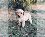 Small Photo #6 Labrador Retriever Puppy For Sale in STEVENS, PA, USA