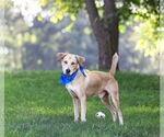Small #4 Labrador Retriever Mix