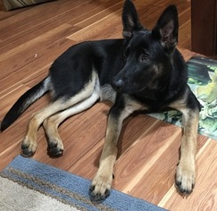 Mother of the German Shepherd Dog puppies born on 01/25/2017