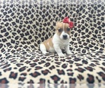 Small #1 Jack Russell Terrier
