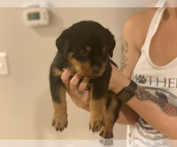 Medium Photo #5 Rottweiler Puppy For Sale in ANGIER, NC, USA