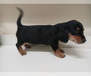 Chiweenie Puppy for sale in CANTON, GA, USA