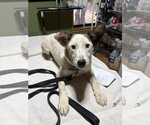 Small #1 Australian Shepherd Mix