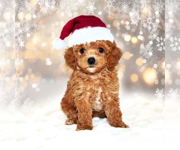 Medium Photo #3 Poodle (Toy) Puppy For Sale in DEAL, NJ, USA