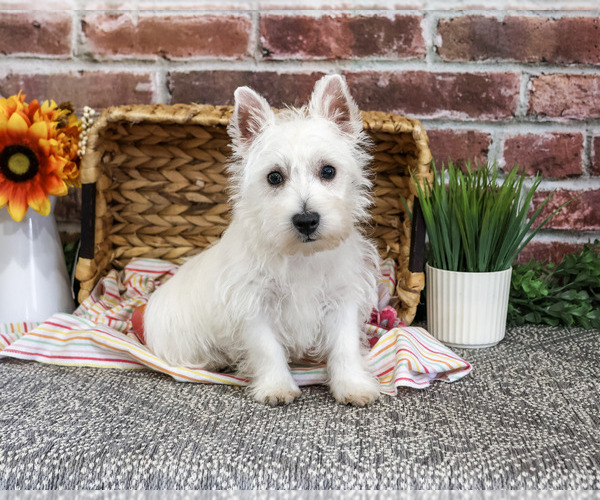 Medium Photo #1 Schnauzer (Miniature) Puppy For Sale in SYRACUSE, IN, USA