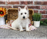 Ophelia - Female Schnauzer (Miniature) Puppy for Sale - Small photo
