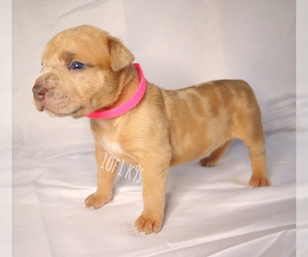 Medium Photo #33 American Bully Puppy For Sale in PALMDALE, CA, USA