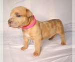 Small Photo #33 American Bully Puppy For Sale in PALMDALE, CA, USA