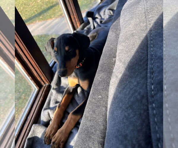 Medium Photo #16 Doberman Pinscher Puppy For Sale in Minneaoplis, MN, USA