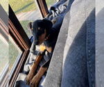 Small #15 Doberman Pinscher