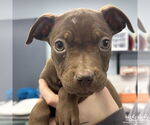 Small #4 Mutt