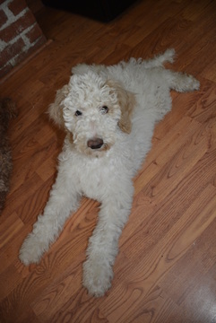 Medium Photo #1 Poodle (Standard) Puppy For Sale in CHARLESTOWN, RI, USA