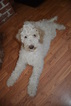 Small Photo #1 Poodle (Standard) Puppy For Sale in CHARLESTOWN, RI, USA