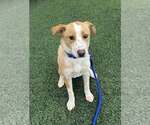 Small #4 Australian Shepherd